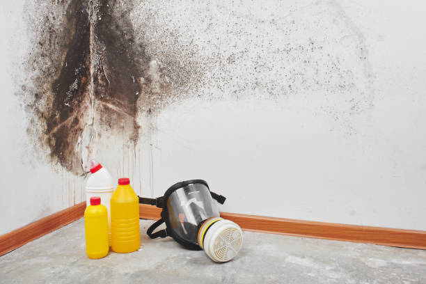 Best Mold Remediation  in Bridgeville, PA