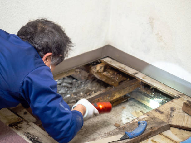 Best Home Mold Removal  in Bridgeville, PA