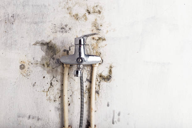 Best Affordable Mold Removal  in Bridgeville, PA