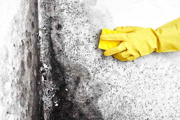 Best Certified Mold Removal  in Bridgeville, PA