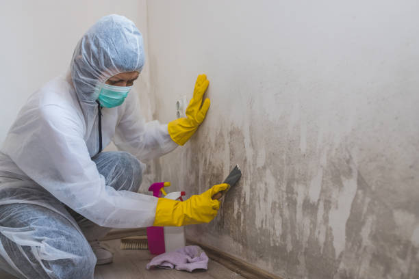 Best Home Mold Removal  in Bridgeville, PA