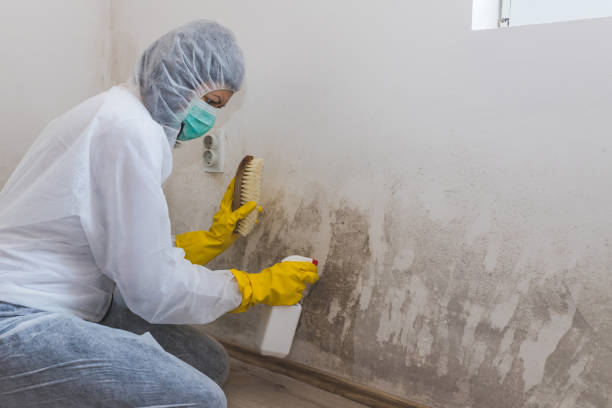 Best Mold Cleaning Services  in Bridgeville, PA