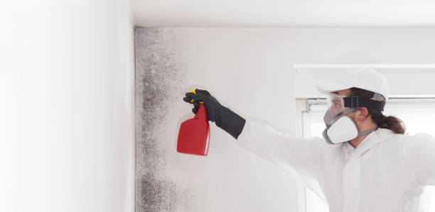 Professional Mold Removal in Bridgeville, PA