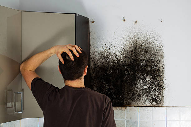 Professional Mold Removal in Bridgeville, PA