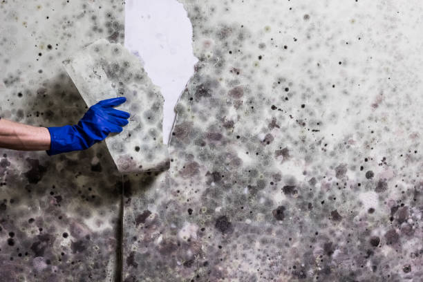 Best Fast Mold Removal  in Bridgeville, PA